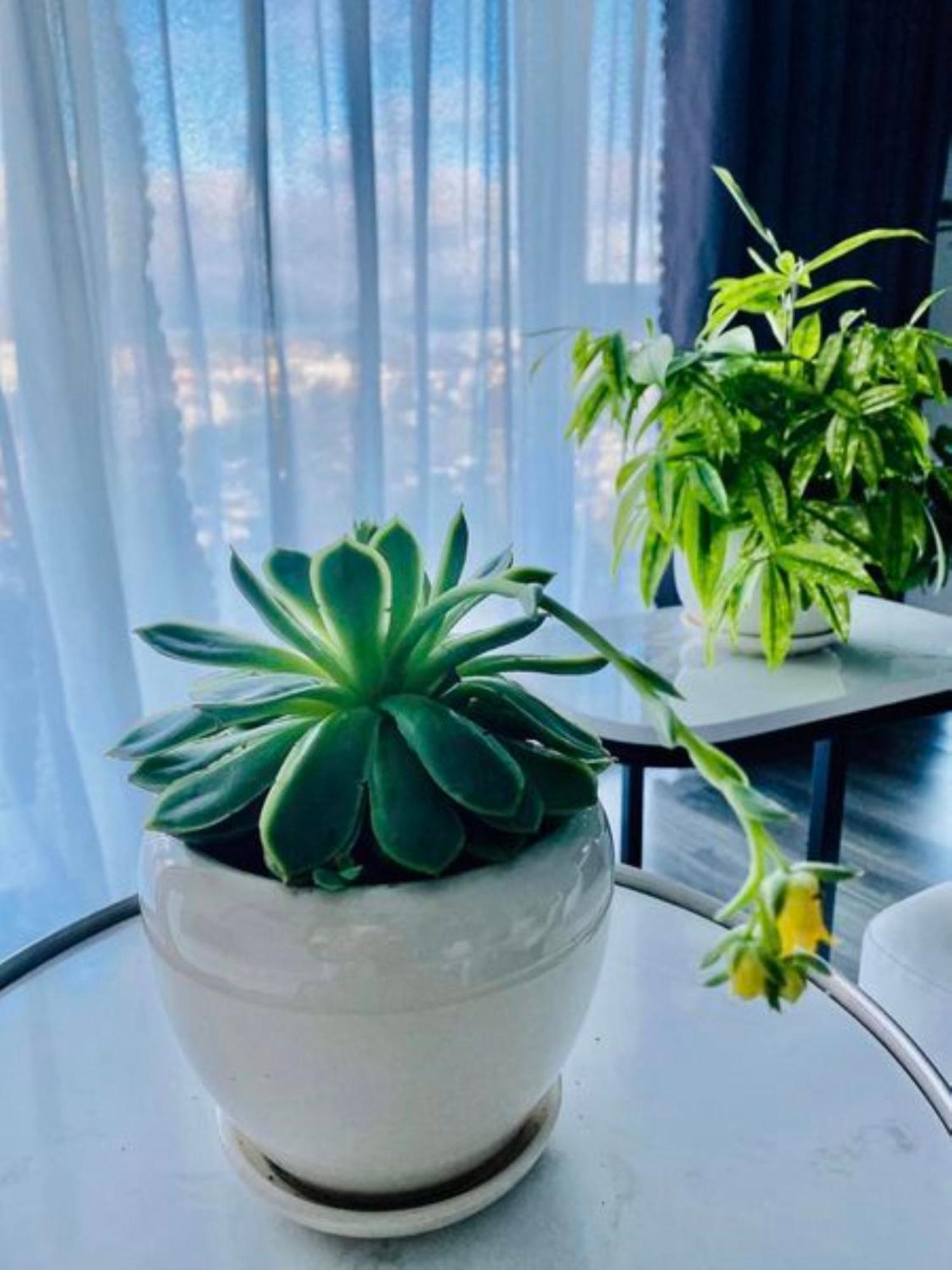 شقة Rose House دالات المظهر الخارجي الصورة