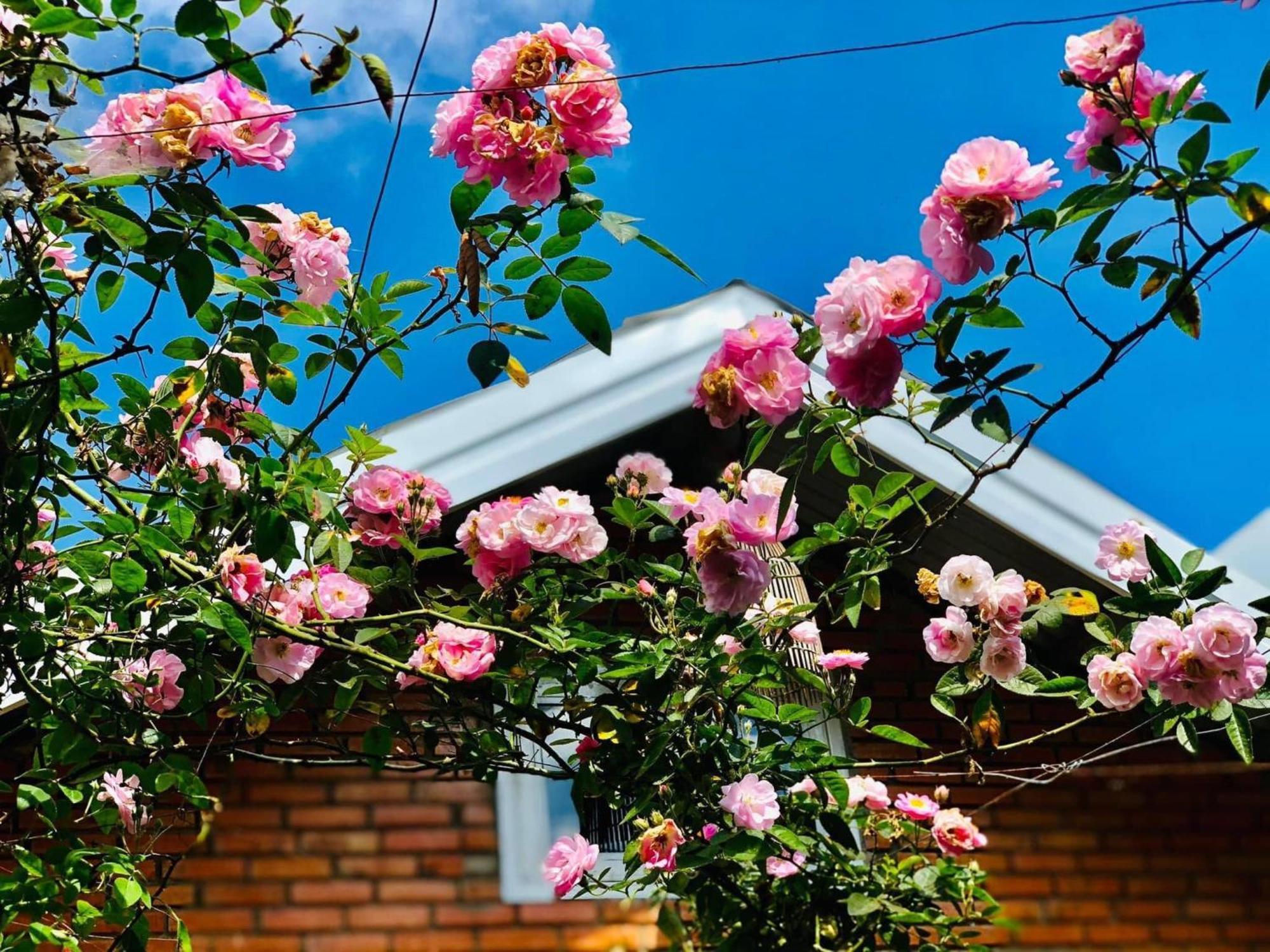 شقة Rose House دالات المظهر الخارجي الصورة